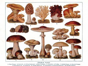 blue-ridge-cabin-rentals-mushroom-picking