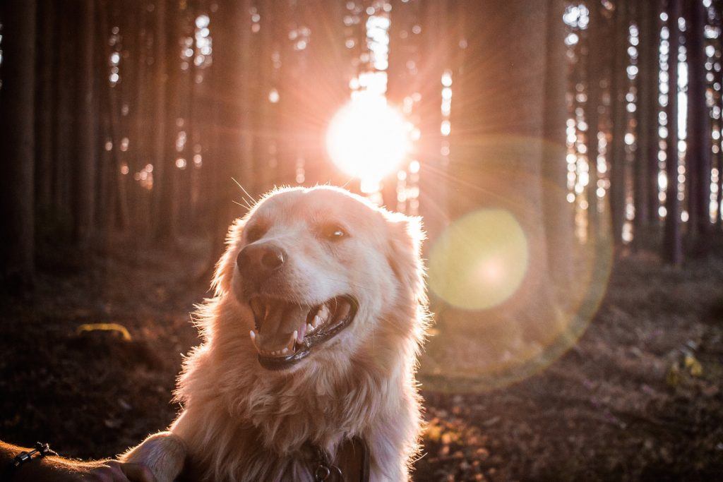 Pet friendly place in Blue Ridge and North Georgia