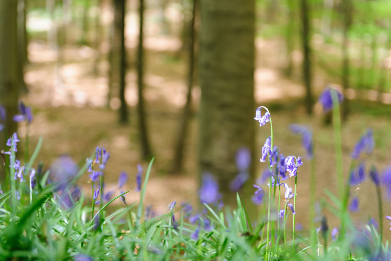 Mountain Flowers Blooming In Spring